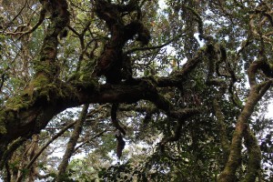 Cameron Highlands-052